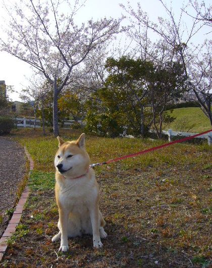 4月5日(土)ゴルフ場に鹿が!_f0060461_22302126.jpg