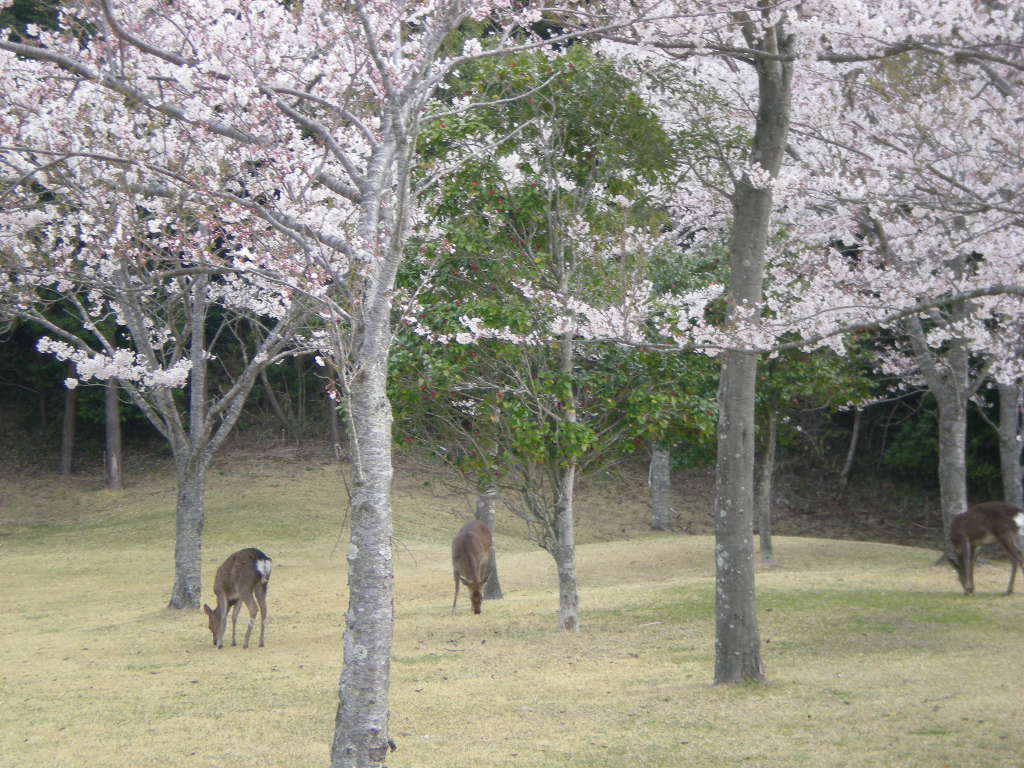 ４月５日（土）ゴルフ場に鹿が！_f0060461_233485.jpg