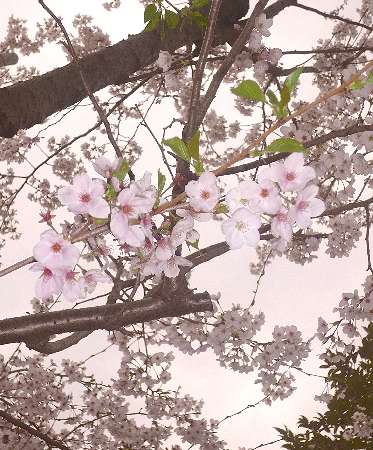 　赤坂　うまや　卯月　お花見。。。.ﾟ｡*･｡♡♬_a0053662_10574514.jpg