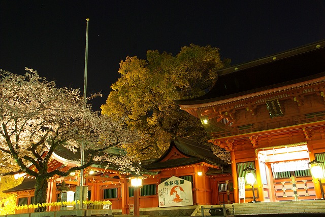 夜桜散歩_b0110263_1174152.jpg