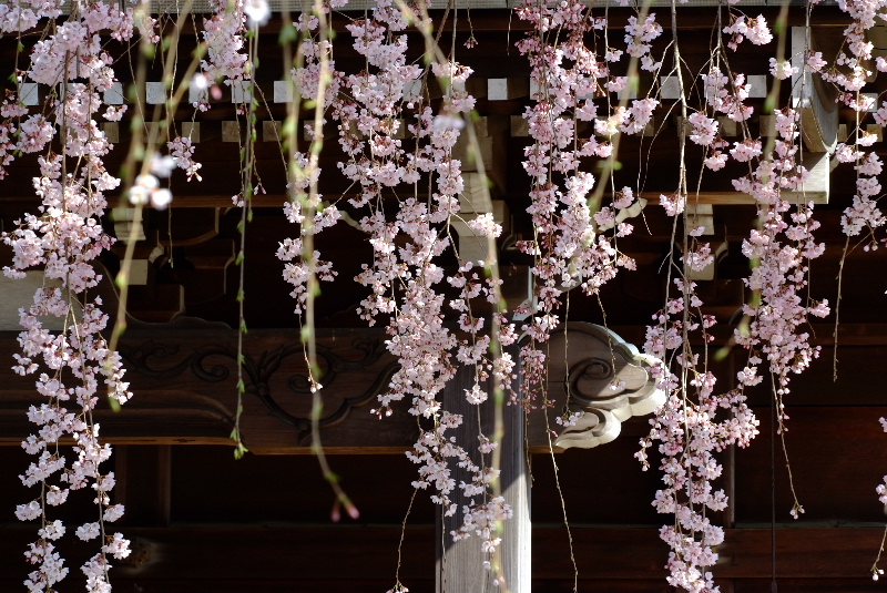 寶蔵寺（枝垂れ桜④）_f0119863_1772823.jpg