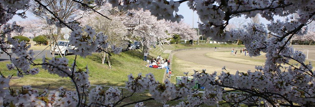 日立桜祭り_c0129671_21582854.jpg