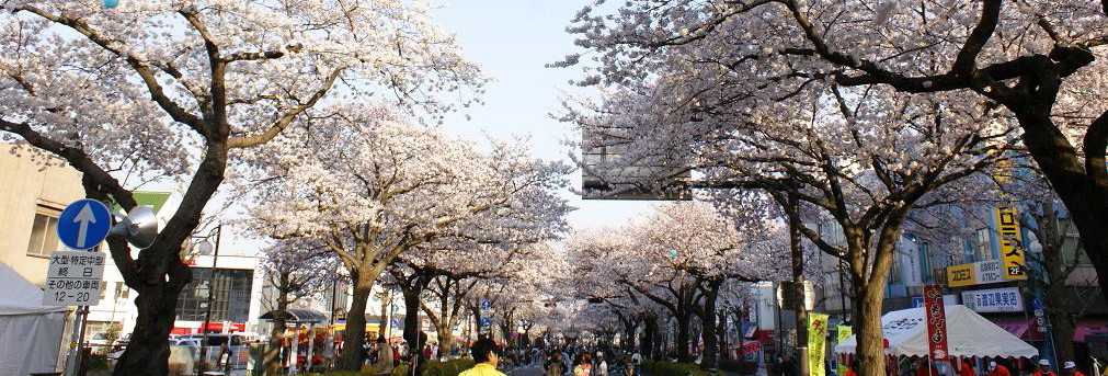 日立桜祭り_c0129671_2201462.jpg