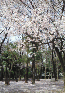 散りゆく桜は雪が舞うよう_e0052973_23353252.gif