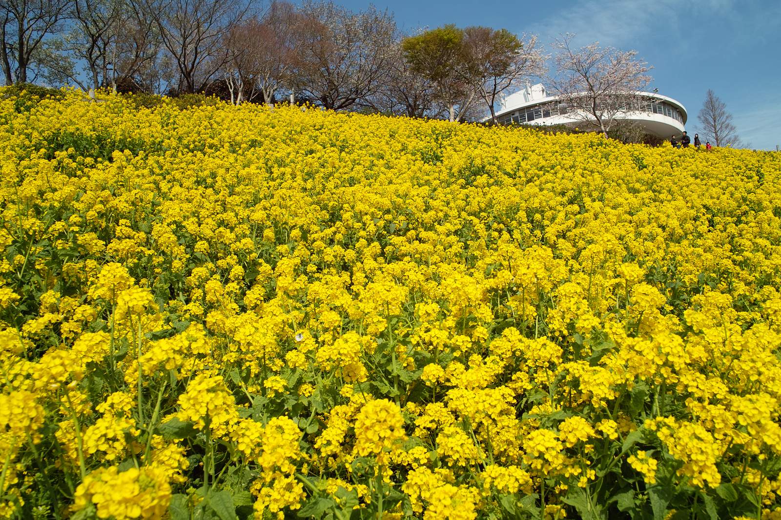 菜の花づくし 千葉県富津市 マザー牧場 花の大斜面 西 Tacデジタル写真館 ゆめ半島ちば