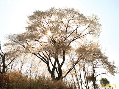 さくらⅡ金目の大桜・八瀬眼鑑橋の桜_c0152779_08466.jpg