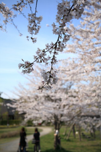 実籾本郷公園、桜満開_d0110380_23404858.jpg