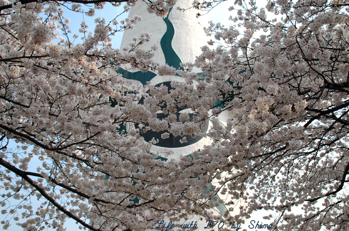 太陽の塔と桜・・・万博公園は満開！_c0036283_2330249.jpg