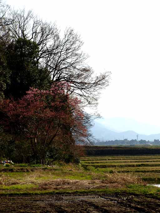 江戸彼岸桜の開花_d0088788_21244166.jpg