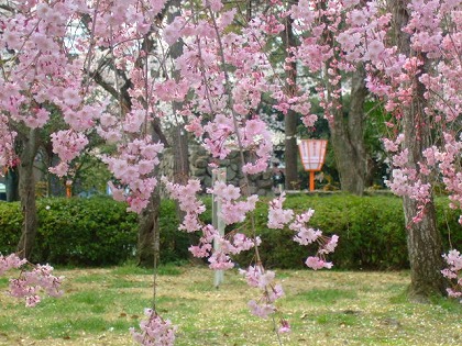 京都にお花見へ　その１_d0121488_20432736.jpg