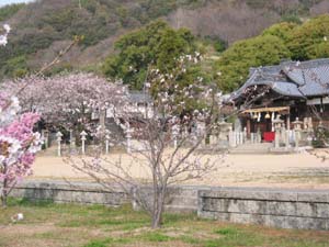 安倉八幡様の桜_c0115092_8474454.jpg