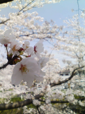 桜が満開です！_e0063792_12464172.jpg