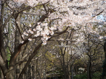 ☆☆泳いだ後でお花見を☆☆_c0149195_22522126.jpg