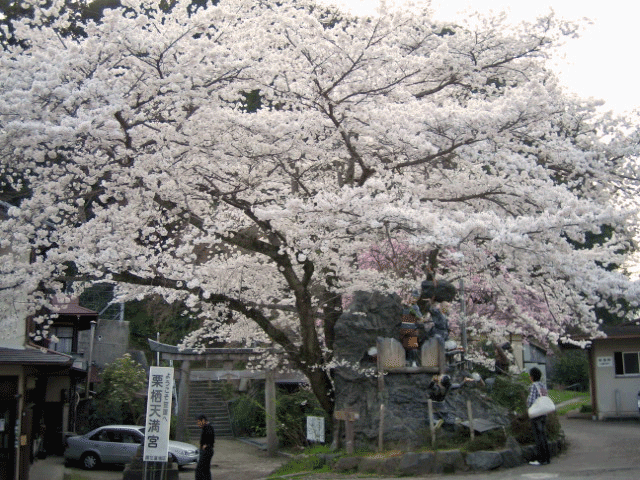 柳生石仏街道マラニック、桜が満開、石仏もそれなり_b0108100_2235134.gif