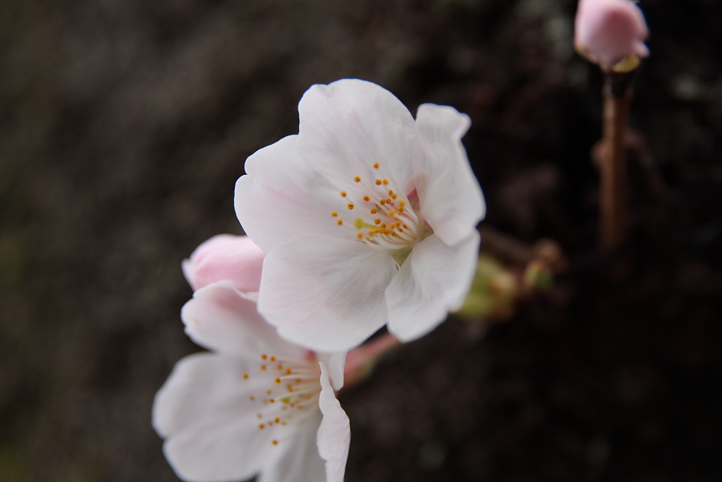 羽村堰の桜_b0116600_21582082.jpg