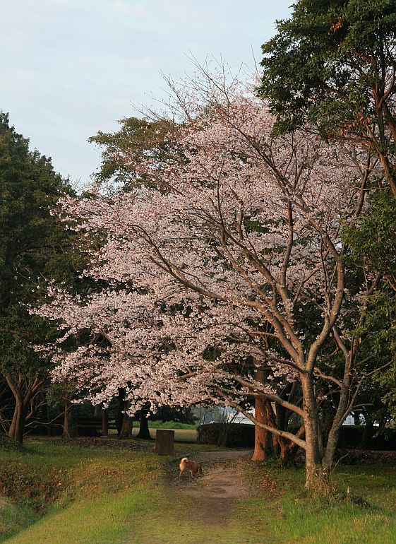 桜三昧_f0130601_155969.jpg