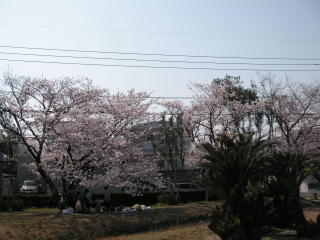 桜色って・・やさしい気持ちに_e0011102_20284082.jpg