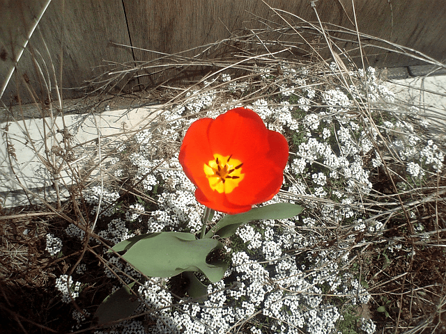 a0006605_21452115.gif