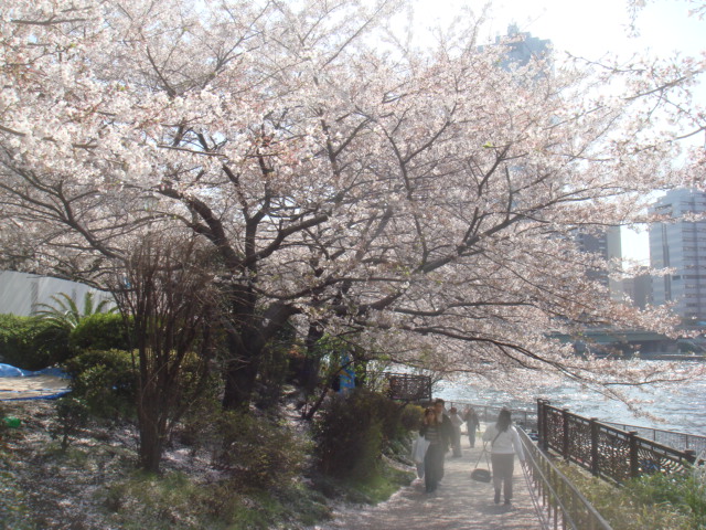 お花見 酒と築地と肴と料理 お花見 酒と築地と肴と料理