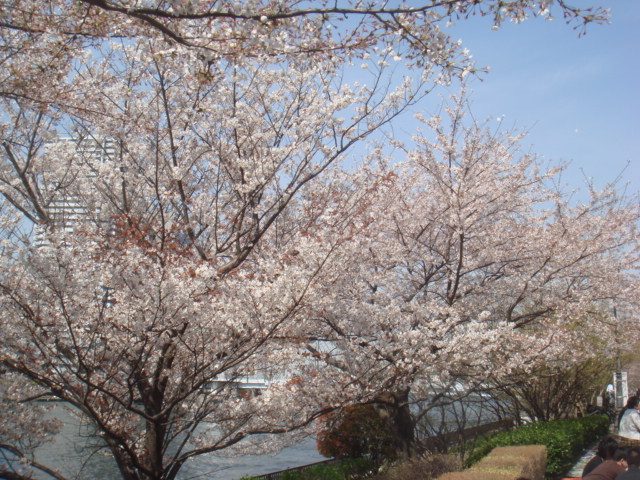 お花見 酒と築地と肴と料理 お花見 酒と築地と肴と料理