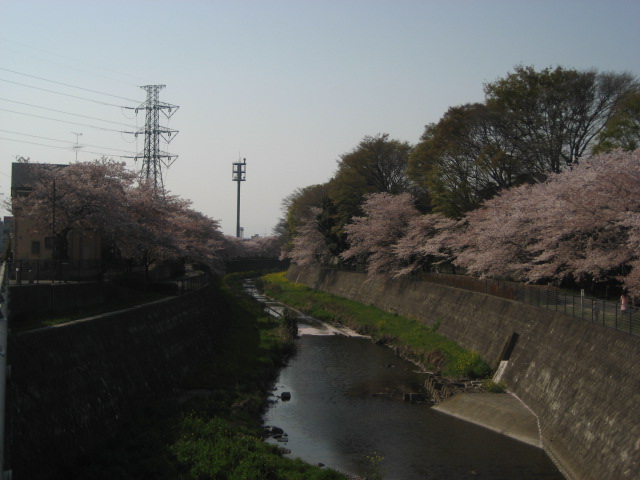 東京の桜_b0042308_21332826.jpg