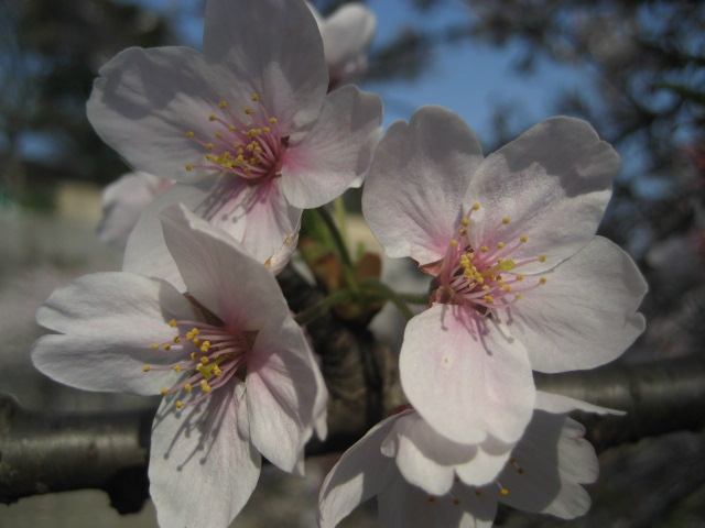 東京の桜_b0042308_2138567.jpg