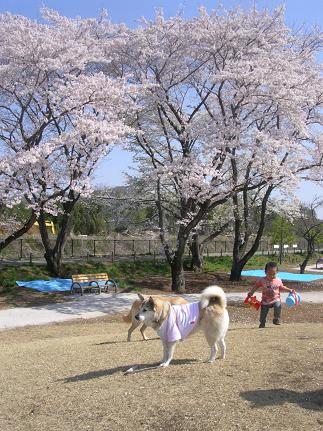 桜花爛漫！_f0057509_15091.jpg