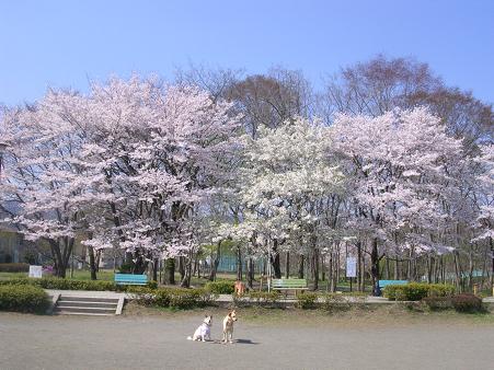 桜花爛漫！_f0057509_15164065.jpg