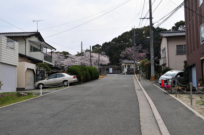 福女短・福国大の桜_a0042310_16222854.jpg