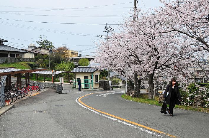 福女短・福国大の桜_a0042310_16233038.jpg