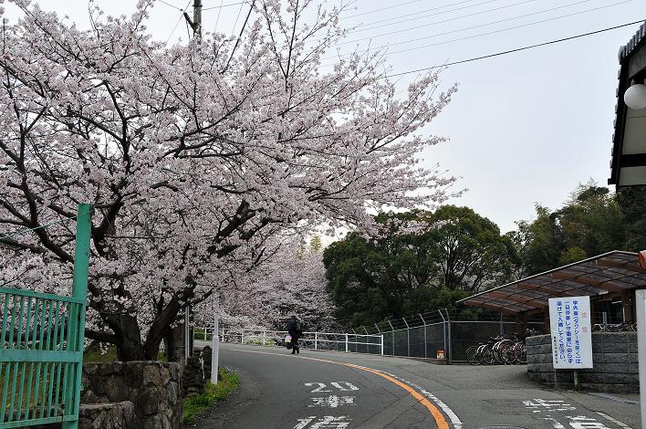 福女短・福国大の桜_a0042310_162392.jpg