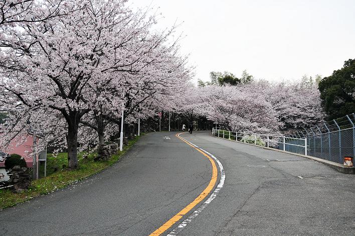 福女短・福国大の桜_a0042310_1624137.jpg