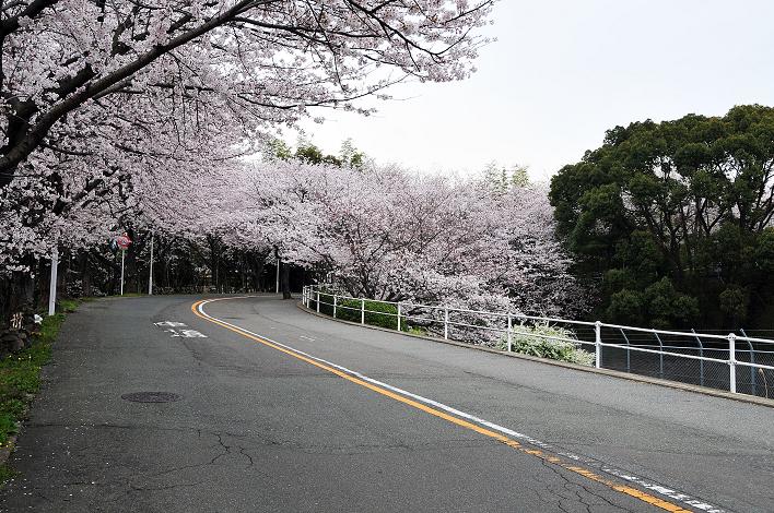 福女短・福国大の桜_a0042310_16242748.jpg