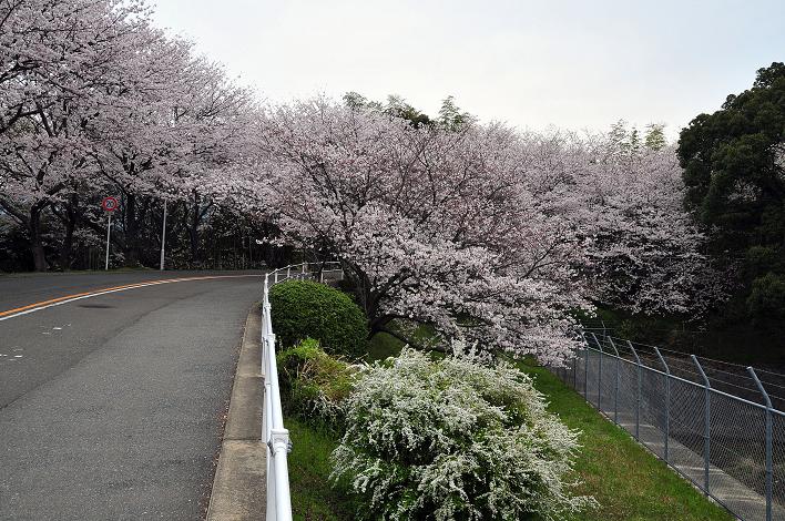 福女短・福国大の桜_a0042310_16244354.jpg