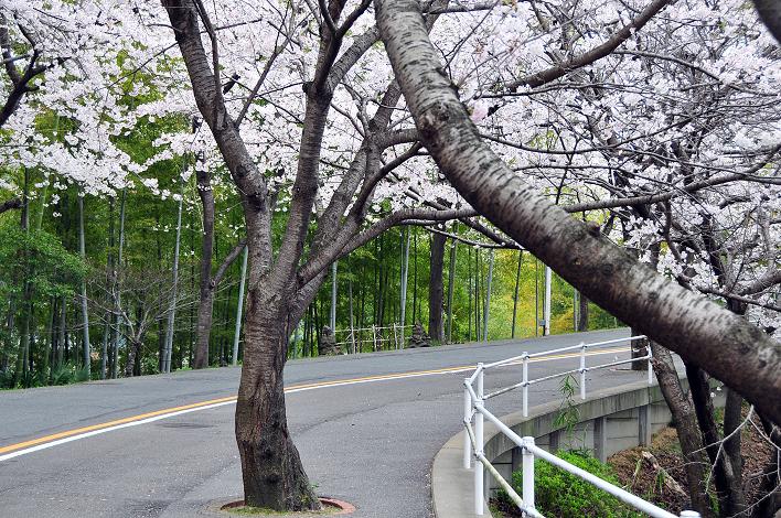 福女短・福国大の桜_a0042310_16254741.jpg