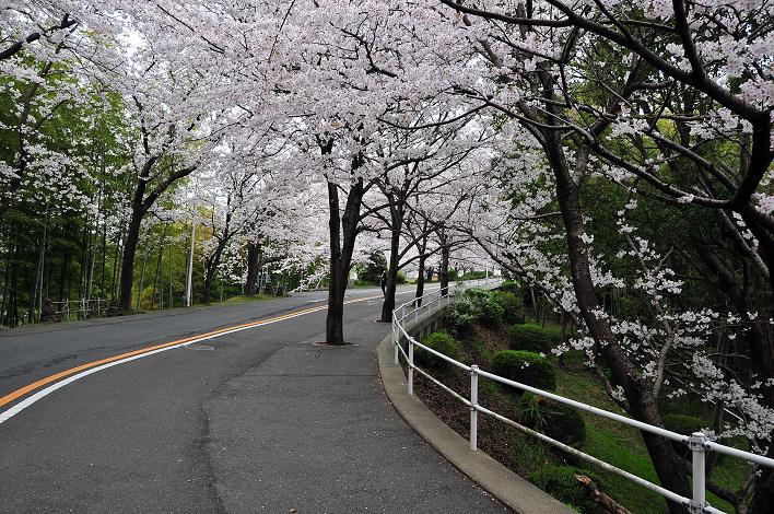 福女短・福国大の桜_a0042310_1626322.jpg