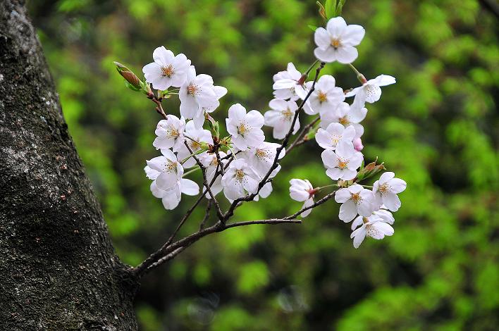 福女短・福国大の桜_a0042310_16282331.jpg