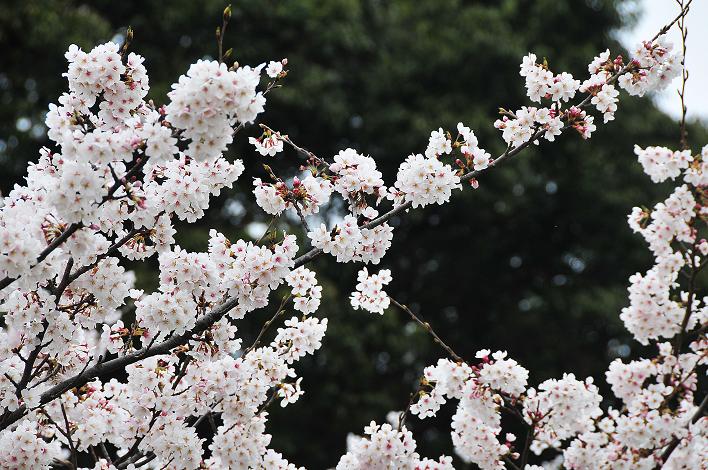 福女短・福国大の桜_a0042310_16284841.jpg