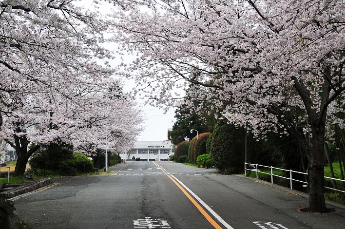 福女短・福国大の桜_a0042310_16293863.jpg