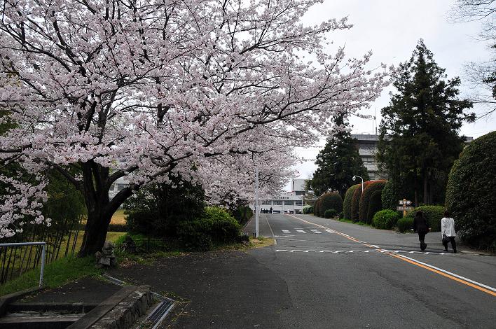 福女短・福国大の桜_a0042310_16295660.jpg