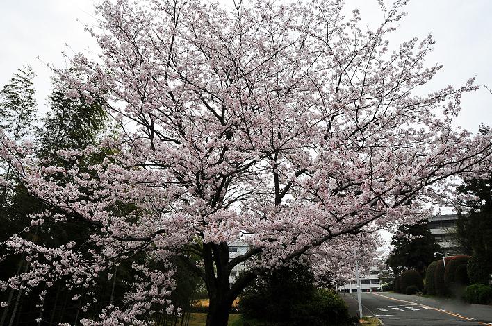 福女短・福国大の桜_a0042310_1631269.jpg