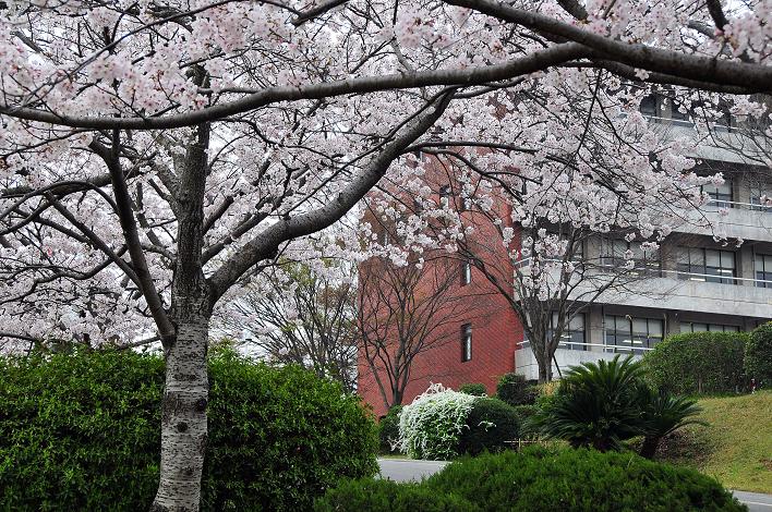 福女短・福国大の桜_a0042310_1632176.jpg