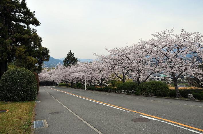 福女短・福国大の桜_a0042310_16323135.jpg