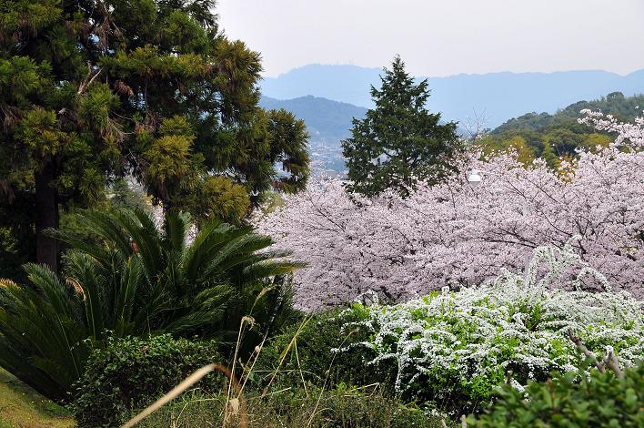 福女短・福国大の桜_a0042310_16324614.jpg