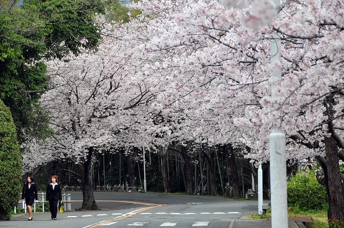 福女短・福国大の桜_a0042310_1633747.jpg