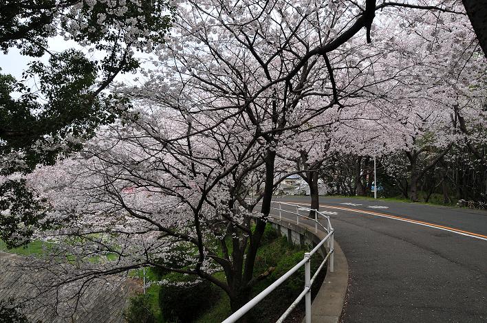 福女短・福国大の桜_a0042310_16344173.jpg