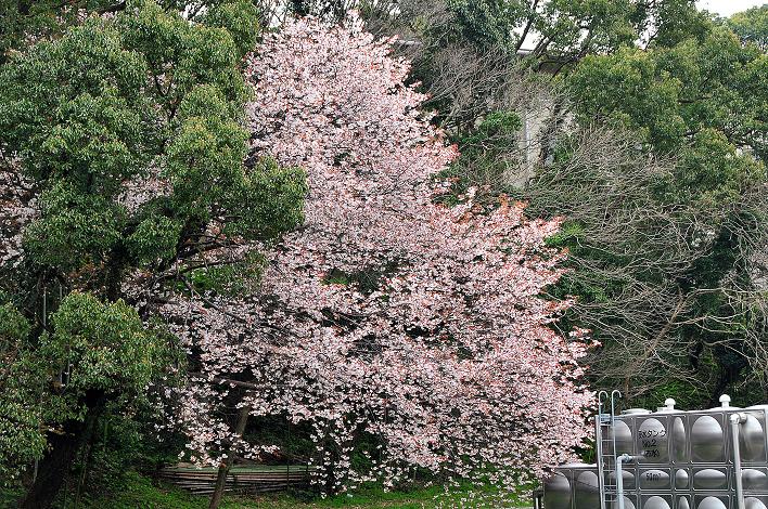 福女短・福国大の桜_a0042310_16345811.jpg