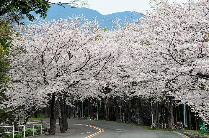 福女短・福国大の桜_a0042310_1634853.jpg