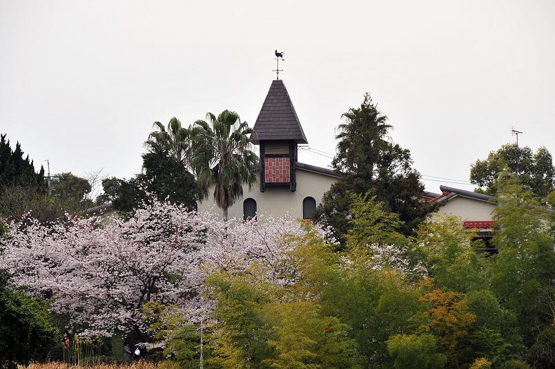 福女短・福国大の桜_a0042310_16351614.jpg