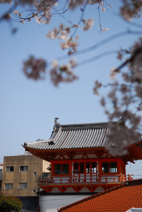 散る桜 残る桜も 散る桜_d0047811_2155268.jpg